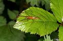 Tetragnatha_montana_D4966_Z_90_Les Gris_Frankrijk